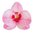 Syötävä koriste, pinkki orkidea 10kpl