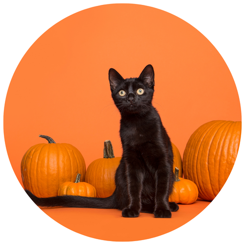 Syötävä kakkukuva, Halloween kissa 20 cm